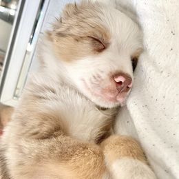 Miniature Australian Shepherd and Toy Australian Shepherd Puppies from Mesquite Tree Aussies