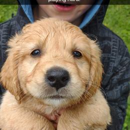 Boy 8 - Golden male Golden Retriever puppy in Grand Meadow, Minnesota from Root River Retrievers