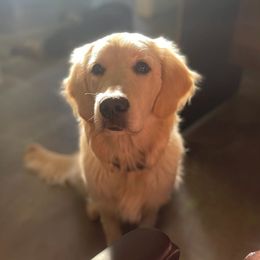 Willie - Golden Retriever