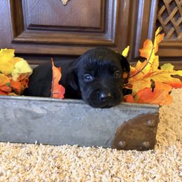 Ruby - Black female Labrador Retriever puppy in Richfield, Utah from Stormy River Retrievers