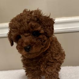 Holly (Orange Collar) - Red  female Poodle puppy in Auburn, Alabama from Coasta J’s Poodles LLC