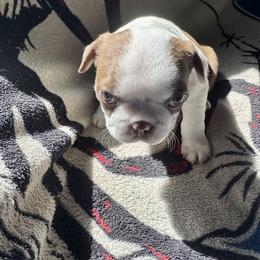 Boston Terrier Puppies from Xavier's Uncanny Boston Terriers