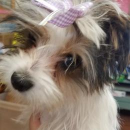 Lilah - Yorkshire Terrier
