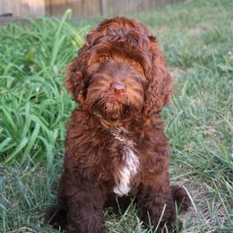 Quinn - Chocolate male Australian Labradoodle puppy in Saint Louis, Missouri from Gateway Australian Labradoodles