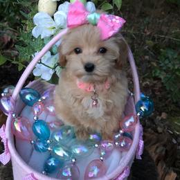 Georgia - Apricot female Maltipoo puppy in Bellingham, Washington from My Sweet Poodles and Doodles