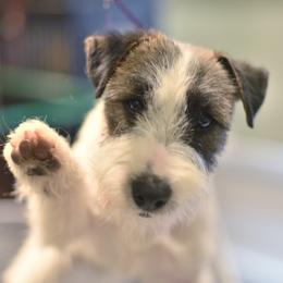 Chance - Russell Terrier