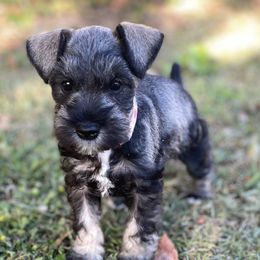 Prancer - Salt and pepper female Miniature Schnauzer puppy in Anthony, Florida from Amanda Tragash