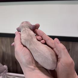 Boy 1 - Cream male Dachshund puppy in Gouverneur, New York from Dack Dachshunds