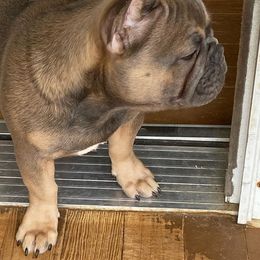 French Bulldogs from 2 J’s Frenchies