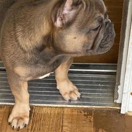 French Bulldogs from 2 J’s Frenchies