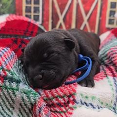Wayne (Mr. Blue) - Black male Staffordshire Bull Terrier puppy in Georgetown, Texas from Bruhaus Kennels