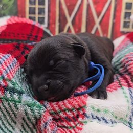 Wayne (Mr. Blue) - Black male Staffordshire Bull Terrier puppy in Georgetown, Texas from Bruhaus Kennels