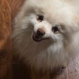 Mouse - Pomeranian