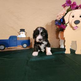 Eleanor - Sheepadoodle puppy from Oodles of poodles and doodles