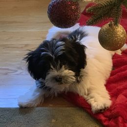 Havanese puppies from Torres Havanese