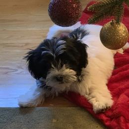 Havanese puppies from Torres Havanese