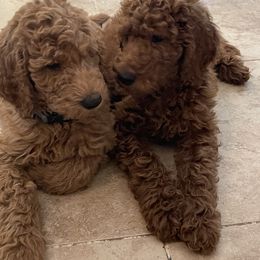 Poodle Puppies from FurEver Poodles