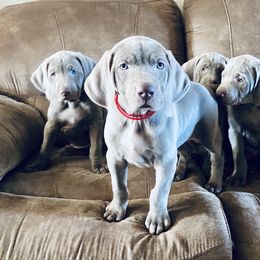 Weimaraner Puppies from K&K Weimaraners