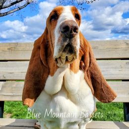 Gwenie - Basset Hound