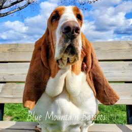 Gwenie - Basset Hound