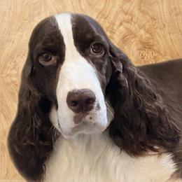 SAVEN - English Springer Spaniel