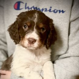 English Springer Spaniels from Naturally Reared English Springer Spaniels
