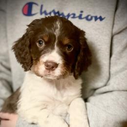 English Springer Spaniels from Naturally Reared English Springer Spaniels