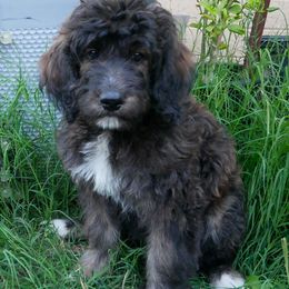 Opal - Tri-color female Bernedoodle puppy in Mesa, Arizona from Cookies and Cream Doodles