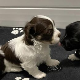 Havanese from Havanese Hearts