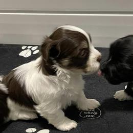Havanese from Havanese Hearts
