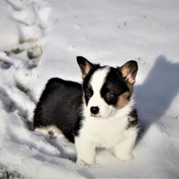 Pembroke Welsh Corgi Puppies from Foxie Moxie Corgis LLC