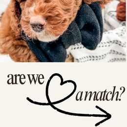 Bang - Red  male Poodle puppy in Idaho Falls, Idaho from Freckle Paw Family