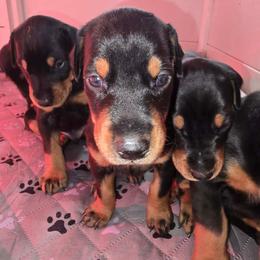 Girl 1 - Black and rust female Doberman Pinscher puppy in Shrewsbury, Massachusetts from Di Nonno Dobermann