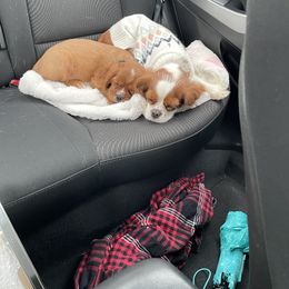 Cavalier King Charles Spaniel Puppies from Cavi Cutie Collective