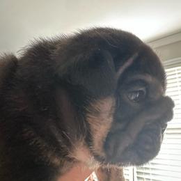 LoLo - Chocolate tri-color female Bulldog puppy in Hodges, South Carolina from Southern Standard Bulldogs