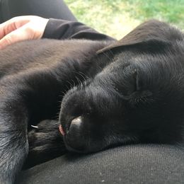 Labrador Retriever Puppies from Wild Feather Hunting Dogs