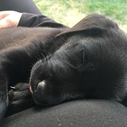 Labrador Retriever Puppies from Wild Feather Hunting Dogs