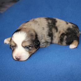 Tup - Blue merle male Miniature American Shepherd puppy in Hillsdale, Michigan from Faithwalk Aussies and Mini American Shepherds