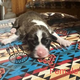 Pembroke Welsh Corgi Puppies from Flying Z ranch