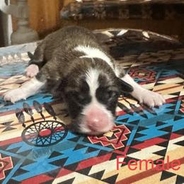 Pembroke Welsh Corgi Puppies from Flying Z ranch