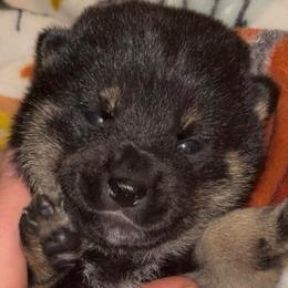 Douglas - Black and tan male Shiba Inu puppy in Clewiston, Florida from Animal Farm Shiba Inus & Mameshibas