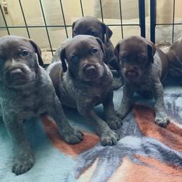 Boy 4 - Liver roan male German Shorthaired Pointer puppy in Elberta, Alabama from Old Orchard Farm