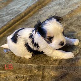 Biewer Terrier Puppies from Great Scotts Biewers