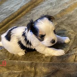 Biewer Terrier Puppies from Great Scotts Biewers