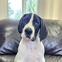 Great Dane Puppies from Uber Alles Great Danes