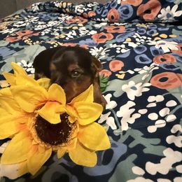 Yorkshire Terrier Puppies from Cuddles of Cuteness