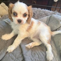 Cavalier King Charles Spaniel Puppies from George Larkin