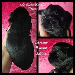 Stormee - Black female Shih Tzu puppy in Maize, Kansas from Air Capital Shih Tzu Puppies