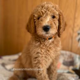 BAILEY - Orange Collar Girl - Red  female Goldendoodle puppy in Charlo, Montana from Heavenly Hilltop Farm