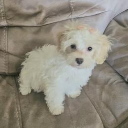 Sophi - White female Maltipoo puppy in Palm Coast, Florida from Doggies4you
